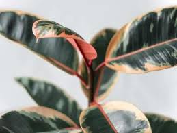 For any further glossaries and translation of hindi words, please refer to our hindi dictionary. How Often Do Rubber Plants Grow New Leaves Help It Grow Quicker Simplify Plants