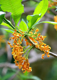 Image result for Strophanthus