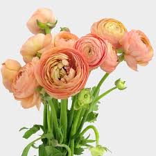 Check spelling or type a new query. Peach Ranunculus Flower Wholesale Blooms By The Box