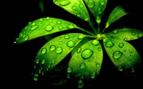 We hope you enjoy our growing collection of hd images to use as a background or. Green Flowers Wallpapers Wallpaper Cave