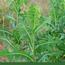 Image result for Lactuca lasiorhiza