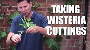 How To Take Wisteria Cuttings Youtube Wisteria How To Grow Wisteria Wisteria Tree