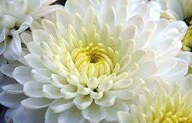 Nombre Cientifico Chrysanthemum Los Crisantemos Son Un Genero De Alrededor De 30 Especies De Fanerogamas Perenn Flowers White Dahlias Beautiful Flowers Images