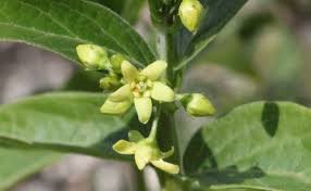 Image result for Vincetoxicum