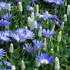 Anemone 'blue shades', grecian windflower 'blue shades', wood anemone 'blue shades', spring flowers, spring bulbs. Jardin De Printemps Bleu Et Blanc 60 Bulbes De Fleurs Achetez En Ligne Sur Internet Commander Vite Flower Bulbs Garden White Gardens Garden Bulbs