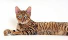Toyger Cat — Full Profile, History, and Care