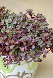 27 Low Light Succulents That Grow In Dark Succulents Low Light Succulents Low Light House Plants
