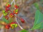 Image result for Ochna natalitia