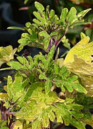 Image result for Coleus sessilifolius