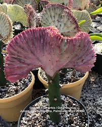 Image result for Euphorbia epicyparissias