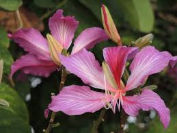 Summer, first time down the mountains in 16 years, after being raised by his 3 masters and fairy sister. Doug Caldwell Hong Kong Orchid Trees Have Pretty Long Lasting Flowers