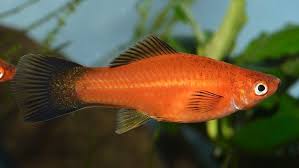 Le fait de changer de prénom est régi par l'article 60 du code civil. Determinisme Du Sexe Et L Hybridation Chez Les Poeciliidae Aquablog