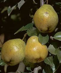 Kieffer Pear Pear Trees Stark Bros