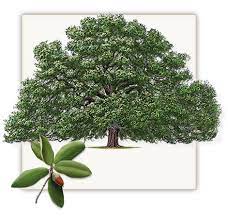 Live Oak Tree Dallas Fannin Tree Farm Oak Tree Drawings Live Oak Trees Oak Trees Landscaping