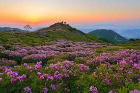 Category Travel Twistedsifter Cool Landscapes Beautiful Landscapes Azalea Festival