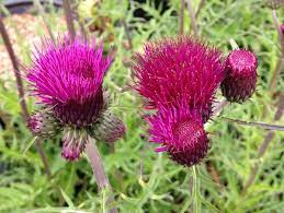 Cirsium Rivulare Trevor S Blue Plants Red Flowers Perennials