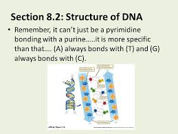 From dna to protein identifying dna as the genetic material objectives: Chapter 8 From Dna To Proteins Ppt Video Online Download