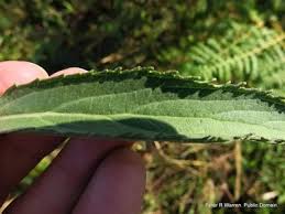 Image result for Pycnostachys reticulata