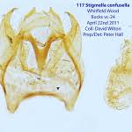 Image result for Stigmella confusella