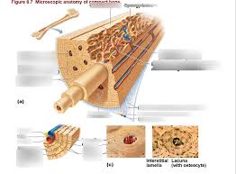 If the outer layer of a cranial bone fractures, the brain is still protected by the intact inner layer. Microscopic Anatomy Of Compact Bone Diagram Quizlet