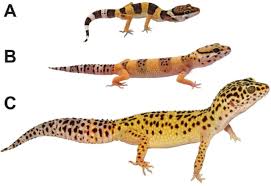 You can also ask on the morph id channel of leopard geckos don't need lights! Isolating And Quantifying The Role Of Developmental Noise In Generating Phenotypic Variation Biorxiv