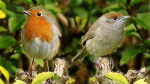 Birds Chirping In The Morning Meme Birds Chirping Singing And Being Awesome Birds Cat Gif Animal Sounds