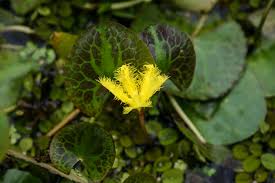 Image result for Nymphoides milnei