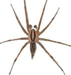 Found in eastern washington state the yellow sac spider is a garden dweller that moves indoors in the fall. Spider Identification Chart Venomous Or Dangerous