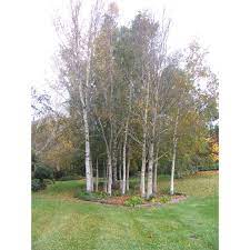 450mm Silver Birch Betula Pendula Alba Bunnings New Zealand