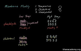 Which Situation Would Increase The Fluidity Of A Phospholipid Bilayer? A.  Decreasing The Temperature B. Increasing The Number Of Proteins C.  Increasing The Number Of Cholesterol Molecules D. Increasing The Number Of