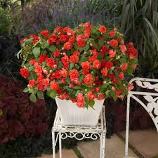 Image result for Impatiens sylvicola