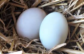 We did not find results for: Ilmuwan Jepang 34 Suntik 34 Obat Dalam Telur Ayam Beritabali Com