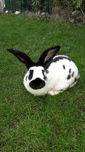 Olli Das Erste Mal Im Garten Susser Hase Hase Kaninchen Zubehor