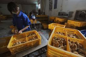 Autoridades russas afirmaram, neste sábado (20/2), que foi detectado o primeiro caso de transmissão da cepa h5n8 da gripe aviária para seres humanos e que. O7bfqgqsrcy0zm