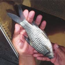 Ikan lampan jawa atau nama saintifik barbonymus gonionotus merupakan sejenis ikan yang sering dijumpai di malaysia. Pdf Embryonic And Larval Development Of Lemon Fin Barb Hybrid Hypsibarbus Wetmorei Barbonymus Gonionotus