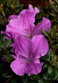 Plant encore azaleas in the fall. Autumn Lilac Encore Azalea Shop Online Plantsbymail Com