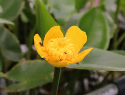 コウホネ の 花