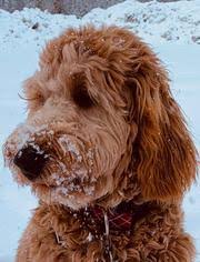 ✨ens ⚡️puppy culture program ⭐️two year health guarantee www.pacificnorthwestdoodles.com. Golden Doodle Puppies Seattle Portland Spokane Los Angeles San Diego