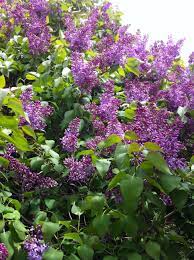 Pin By Charla Mosher On No Place Like Home Lilac Bushes Flower Garden Growing Flowers