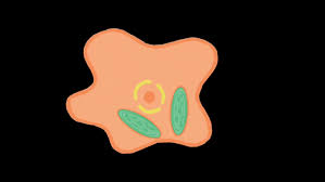 Over time the evolution of the chloroplast has helped increase. Top 30 Chloroplast Gifs Find The Best Gif On Gfycat