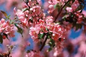 This is a small bush which has colorful flowers which bloom in cone shape flowers. Pink Flowers On Trees Novocom Top
