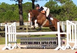 Equisale sport horses combines years of experience in the horse industry across europe and north america. In Theory Dutch Warmblood Hunter