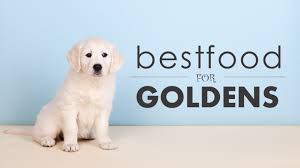 To ensure a homemade dog food diet will meet your golden retriever's dietary requirements, you need to take into account your golden's weight, health condition, size, and activity level. Best Dog Food For Golden Retrievers Just The Good Stuff Herepup