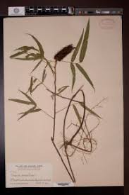 Image result for Uraria picta