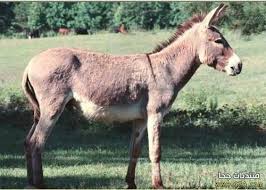 صور الحمار صور حمير مضحكة خلفيات الحمير للكمبيوتر Donkey Pictures 2014