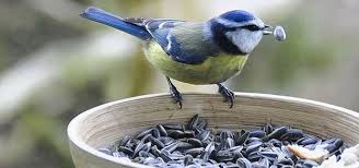 We did not find results for: How To Protect Vegetables From Birds Vegetable Gardening Pest Control