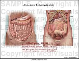 Four distinct pairs of abdominal muscles create the flat anterolateral abdominal wall. Anatomy Of Female Abdomen Medical Illustration Medivisuals