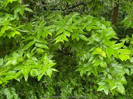 Image result for Celtis