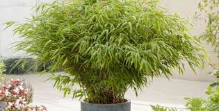 Pour une floraison maximum le rosier a besoin d'un ensoleillement important. Entretien Des Bambous En Pots