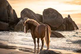 Draft gratitude was founded in 2014 and is dedicated to saving the lives of senior working horses. Massive Breton Draft Horse Stallions On The Beach By The Pixel Nomad
